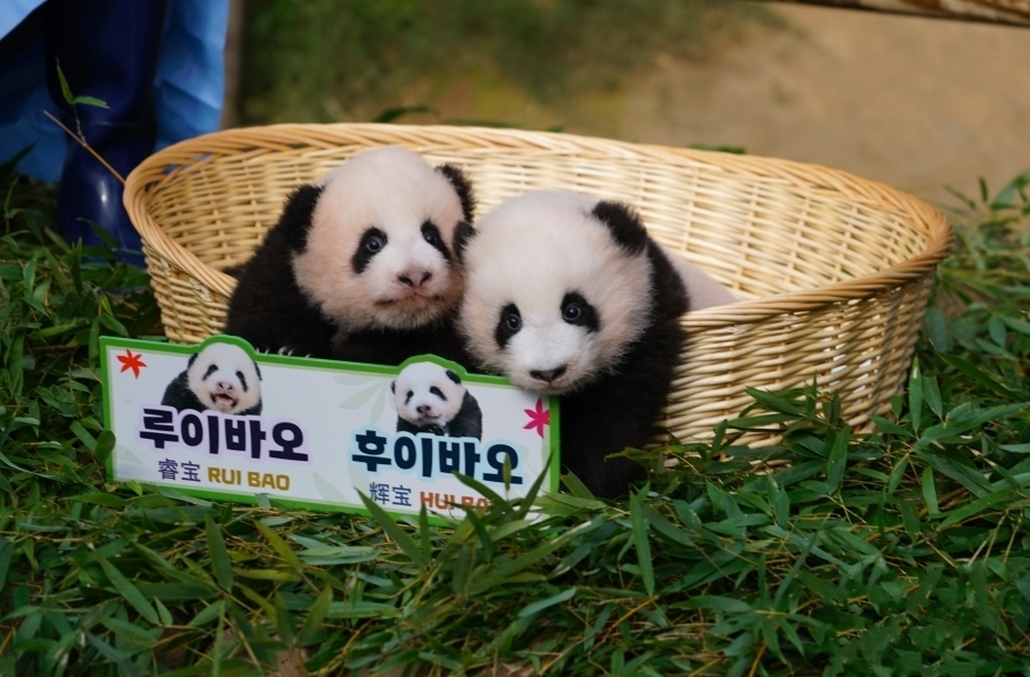 旅韓大熊貓雙胞胎幼崽“睿寶”“輝寶”首次公開露面